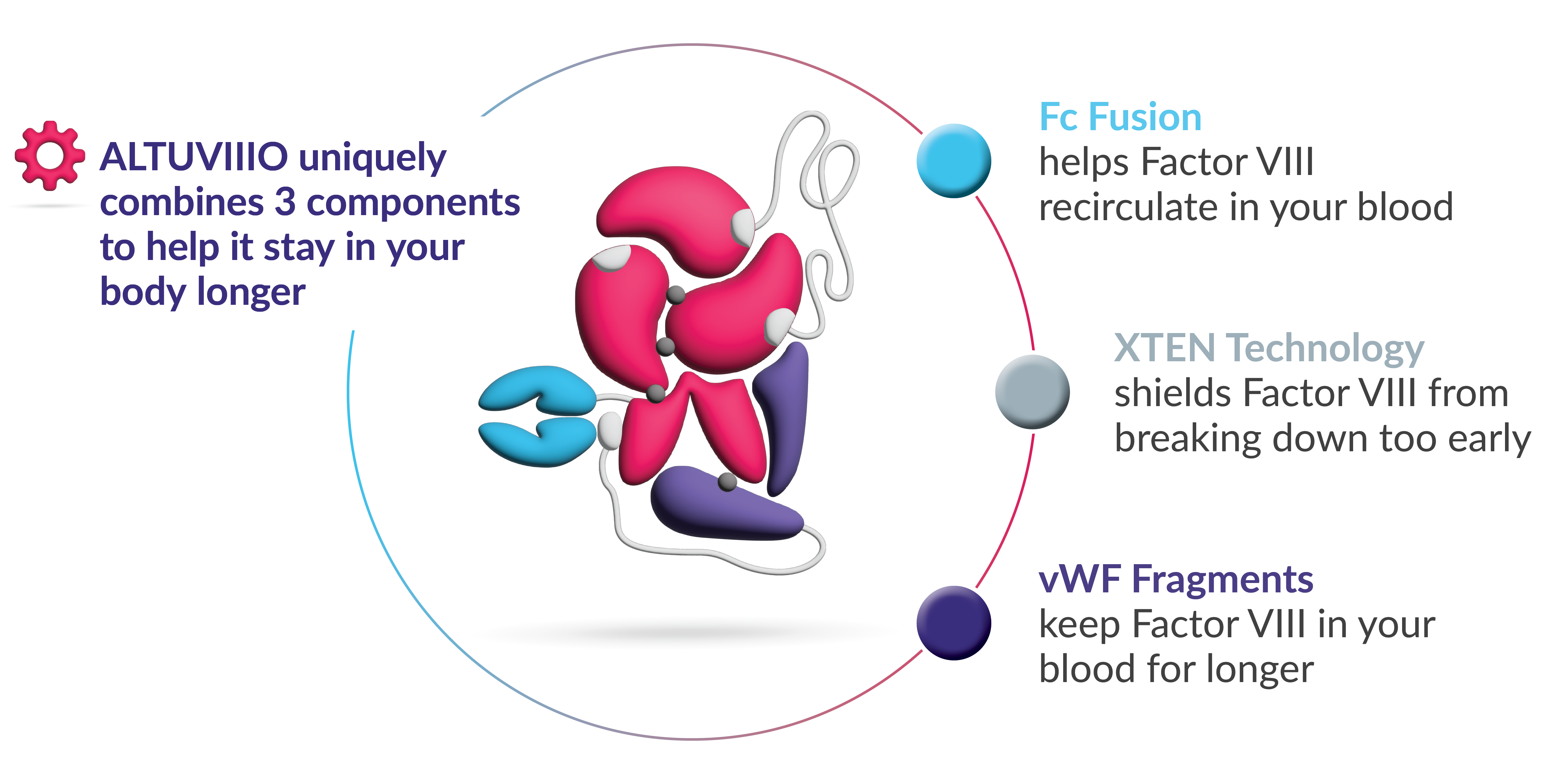 Fc Fusion helps FVIII recirculate in blood. XTEN shields FVIII from breaking down too early. vWF Fragments keeps FVIII in blood for longer.