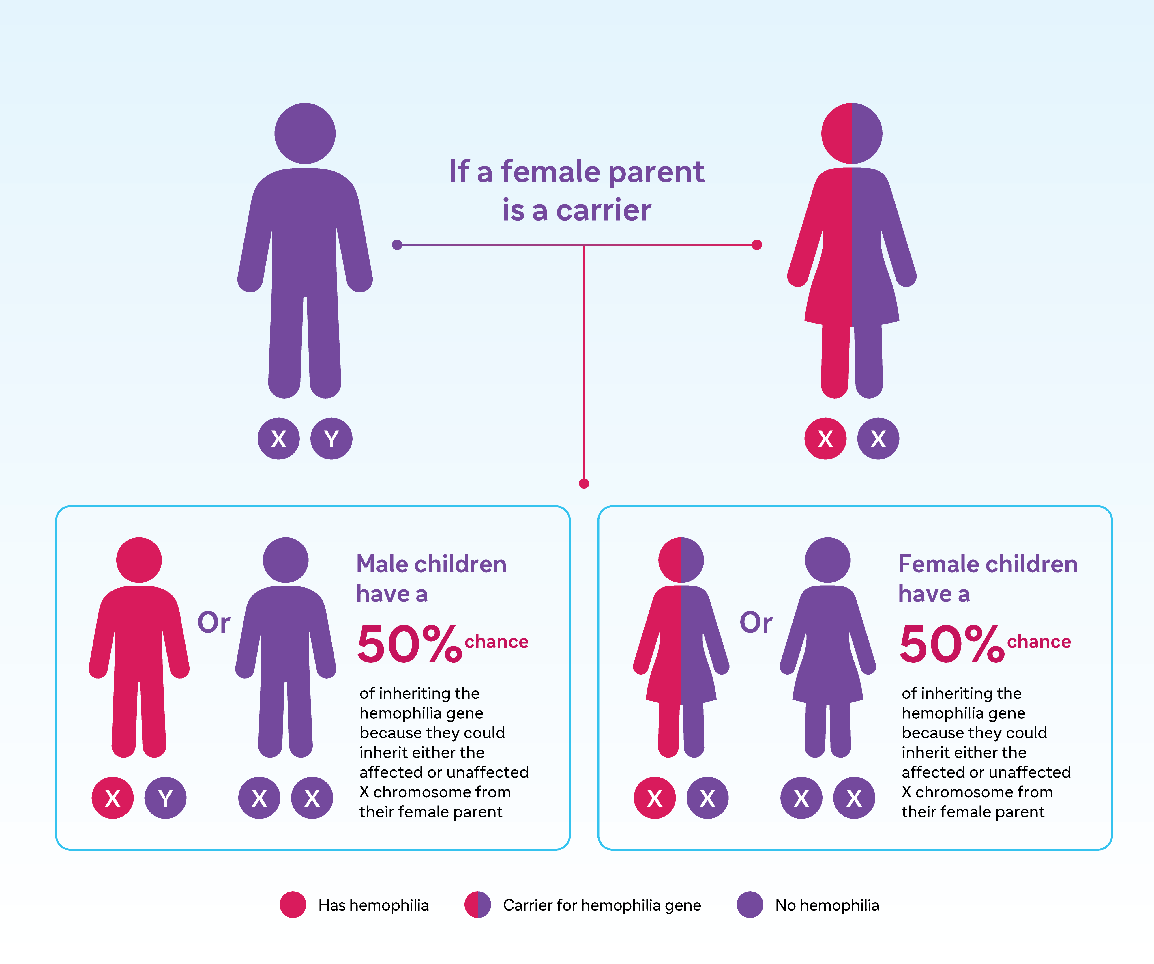 Hemophilia inheritance for male child and female child if only the female parent has hemophilia. 50% for son and daughter