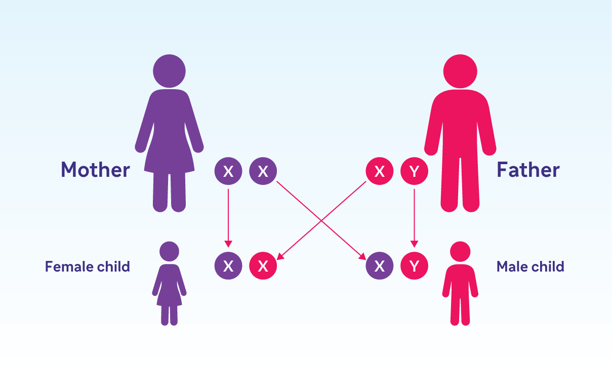 Graphic depiction of genetics showing chromosome inheritance from mother and father to daughter and son