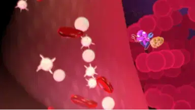 Graphic shows how The Fc protein helps to redirect ALTUVIIIO back into the bloodstream, preventing it from being broken down inside the cell and allowing it to circulate for longer